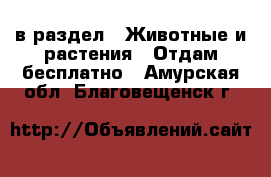  в раздел : Животные и растения » Отдам бесплатно . Амурская обл.,Благовещенск г.